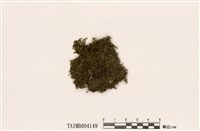 藏品(長葉鱗葉苔)的圖片